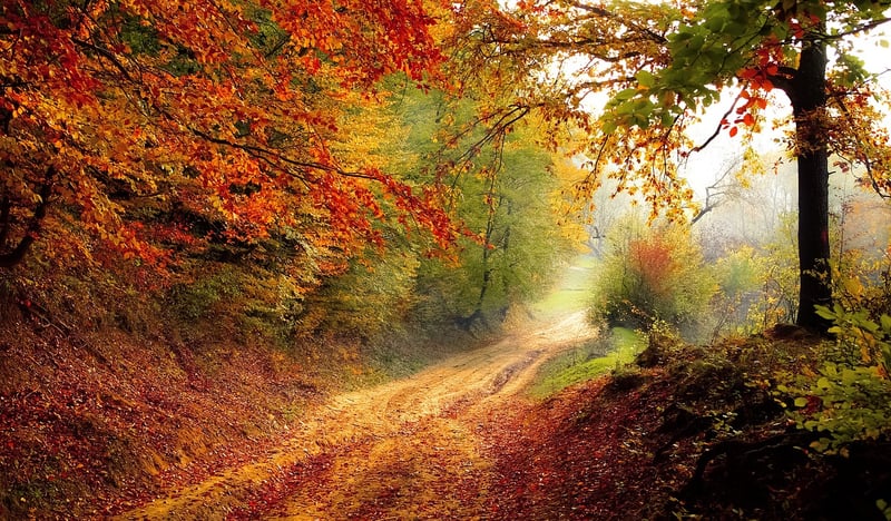Tranquil Foliage